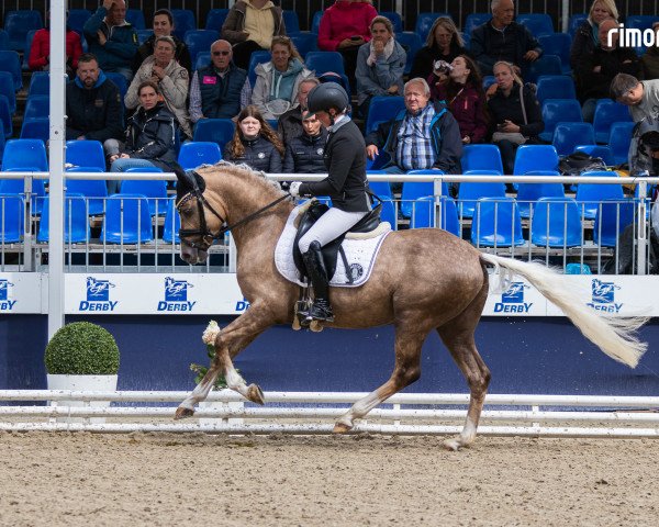 dressage horse Grenzhoehes Ollifant (German Riding Pony, 2020, from Grenzhoehes Olivier K WE)