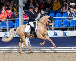 stallion Dream Date P (German Riding Pony, 2020, from Dating At NRW)