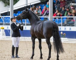 stallion Nautilus (German Riding Pony, 2020, from Neverland WE)