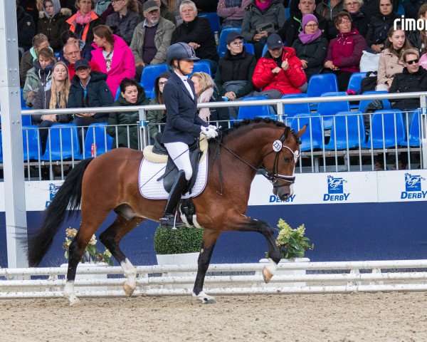 dressage horse Steendieks Dinaro (German Riding Pony, 2020, from Steendieks Morgensterns Dalai)