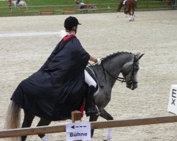 dressage horse Immentals Baltic Snow (German Riding Pony, 2006, from Baltic Dream)