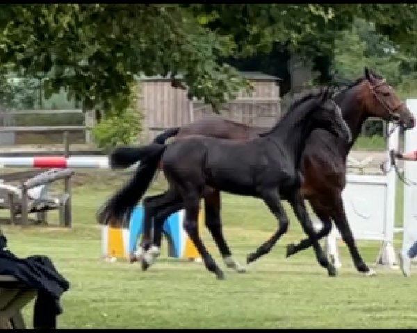 Springpferd Carls Crack (Holsteiner, 2022, von Crack)