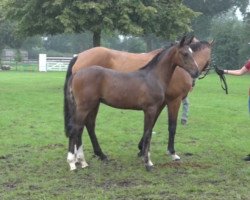 Pferd Cody (Holsteiner, 2023, von Charaktervoll Hv)