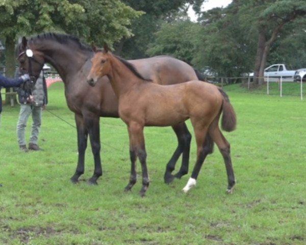 Springpferd Rachel (Holsteiner, 2023, von Chezarro)