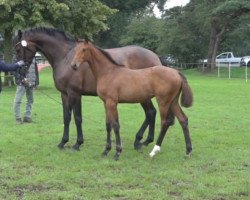 Pferd Rachel (Holsteiner, 2023, von Chezarro)