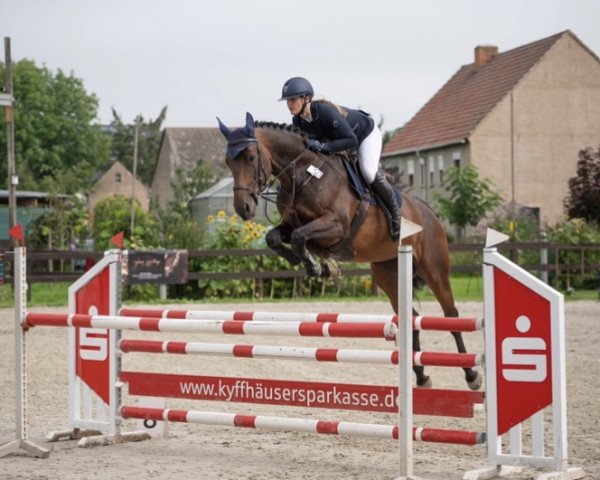 jumper Cerina Rt (German Sport Horse, 2017, from Cezaro)