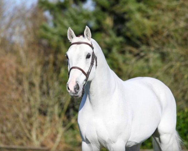 stallion Suspens Floreval (Selle Français, 2006, from Clinton)