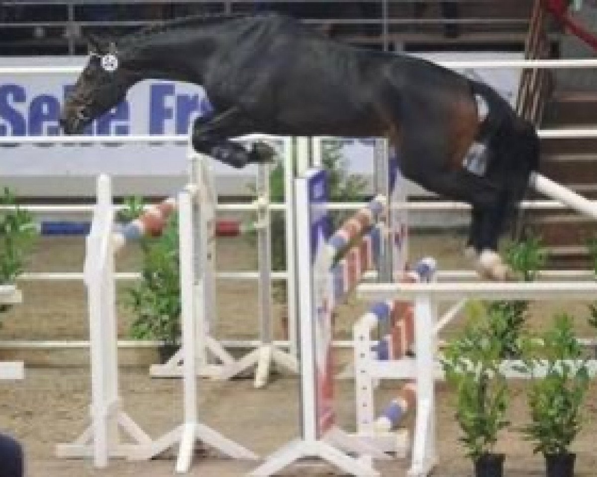 stallion Tibet Tame (Selle Français, 2007, from Ars Vivendi)