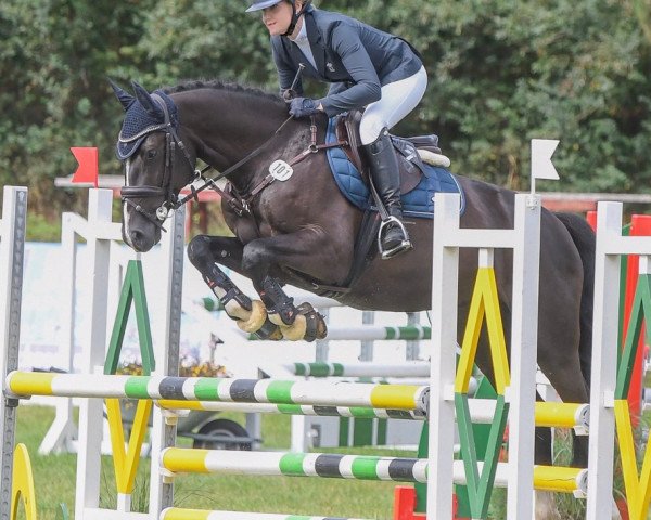 jumper Classic Laddie (Holsteiner, 2018, from Casall Ask)