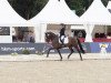 dressage horse Maddalena 3 (Holsteiner, 2019, from Secret)