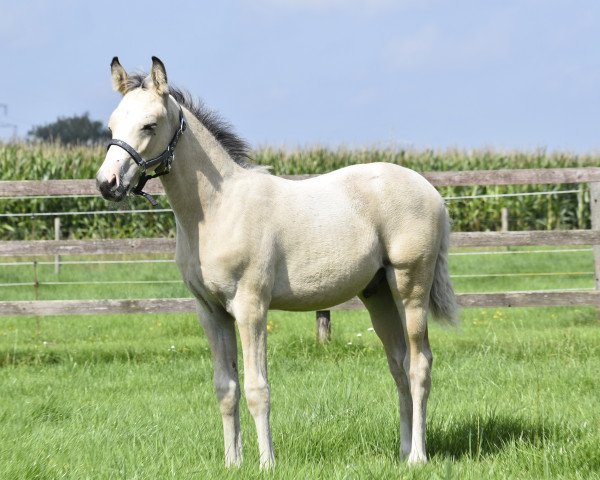 dressage horse GlitzerFlitzer vom Derkingshof (German Riding Pony, 2023, from Gipfelstürmer)