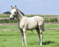 dressage horse GlitzerFlitzer vom Derkingshof (German Riding Pony, 2023, from Gipfelstürmer)