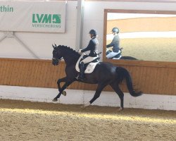 dressage horse Da Costa's Delano (Hanoverian, 2018, from Da Costa)