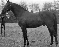 horse Diptford Star Attraction (British Riding Pony, 1990, from Cusop Fingerprint)