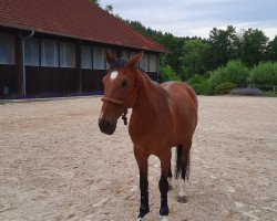 jumper Allegra du Rouet (Hanoverian, 2012, from Bonne Chance)