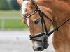 dressage horse Nerina (Haflinger, 2014, from Stilton)