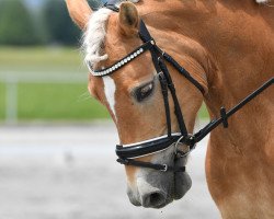 dressage horse Nerina (Haflinger, 2014, from Stilton)