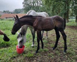 Springpferd Stute von Qlassic Touch / Chaccato (Oldenburger Springpferd, 2023, von Qlassic Touch)