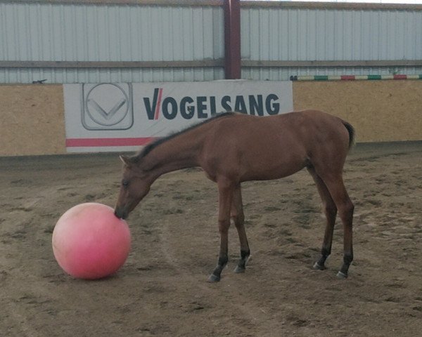 Springpferd Hengst von Coeur Rouge / Interconti/T. (Oldenburger Springpferd, 2023, von Coeur Rouge)