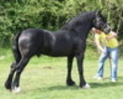 stallion Thorneyside The Predator (Welsh-Cob (Sek. D), 1998, from Thorneyside Flyer)