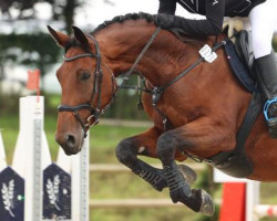 jumper Destiny 277 (Oldenburg show jumper, 2016, from Daily Motion)