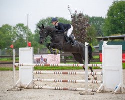 Springpferd Quick Lunatic (Slowenisches Warmblut, 2018, von Emerald van 't Ruytershof)