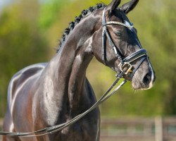 dressage horse Enjoy the best (Westphalian, 2019, from Emilio)