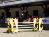 jumper Cider SK (Zangersheide riding horse, 2017, from Cicero Z van Paemel)