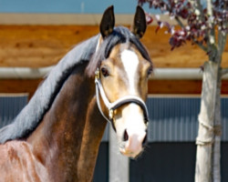 dressage horse Rheingold's Romero (Deutsches Reitpony, 2018, from Rheingold)