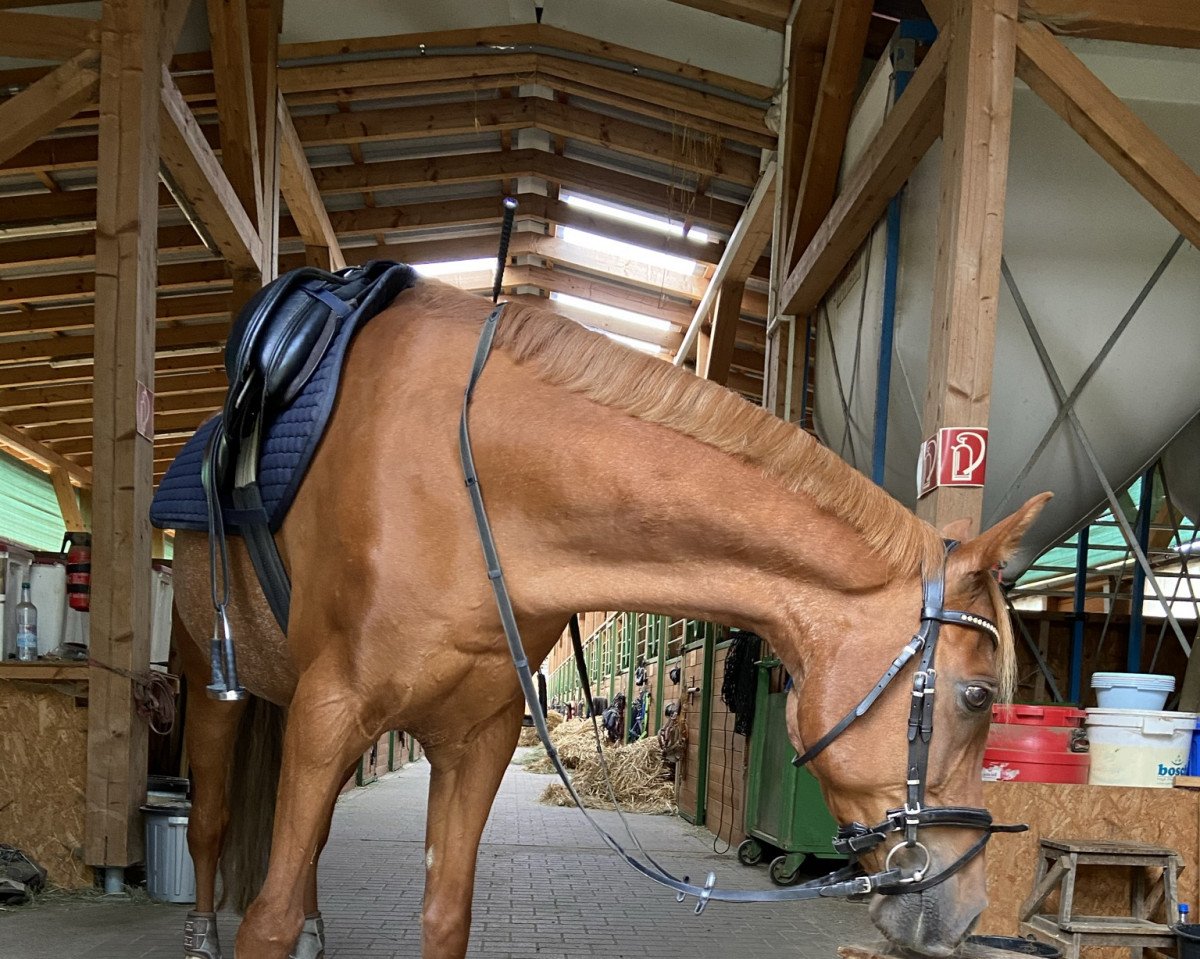 dressage horse Emir Sahid (Arab-Berber, 2005)