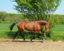 Pferd Olano 2 (KWPN (Niederländisches Warmblut), 1996, von Jetset-D 145 FIN)