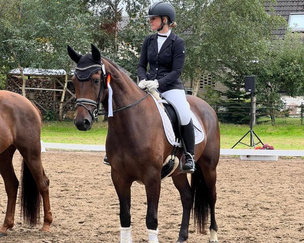 dressage horse Obama 19 (KWPN (Royal Dutch Sporthorse), 2019, from Hennessy)