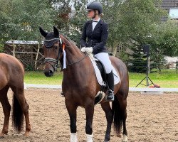 dressage horse Obama 19 (KWPN (Royal Dutch Sporthorse), 2019, from Hennessy)