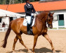 dressage horse Mahler (Oldenburg, 2016, from Morricone)