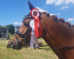 broodmare Die Oder Keine 23 (German Riding Pony, 2015, from Gleisberg Daiquiry)