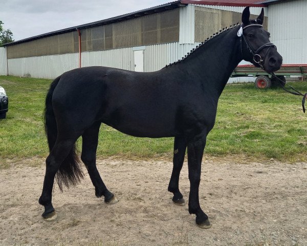 broodmare Taline (Heavy Warmblood, 2019, from Loriot)