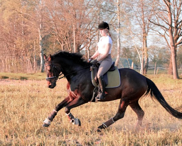 horse Wilander 33 (Hanoverian, 2010, from Weltmeyer)