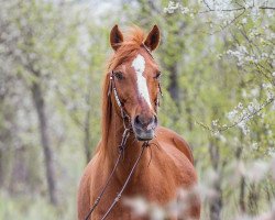 horse Baily (German Riding Pony, 2001, from Bourbon)