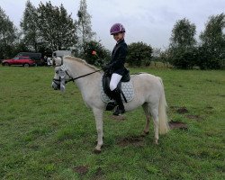 Dressurpferd Sungirl (Welsh Mountain Pony (Sek.A), 2008, von Varpullan Vren)