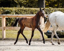 dressage horse Second Moment (Trakehner, 2023, from His Moment)