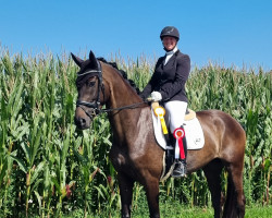 dressage horse Santa Lucia B (Westphalian, 2019, from Secret)