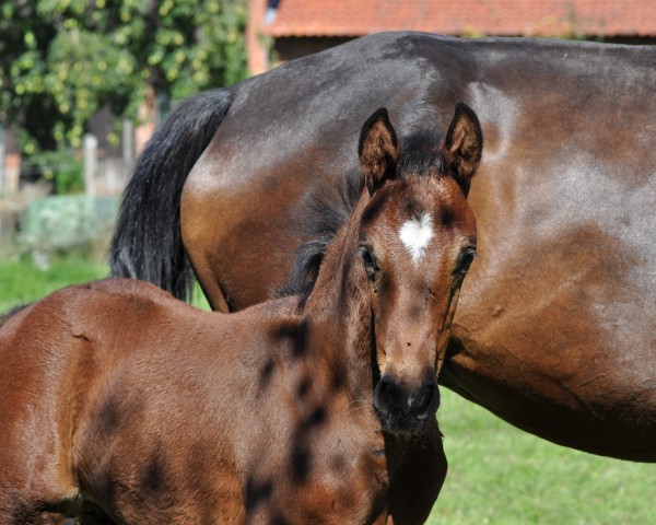 foal by For Flow (Hanoverian, 2023, from For Romance I)