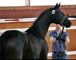 dressage horse Graf S. (Hanoverian, 2014, from Gandhi)