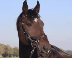 dressage horse Calidos Boy (unknown, 2007)