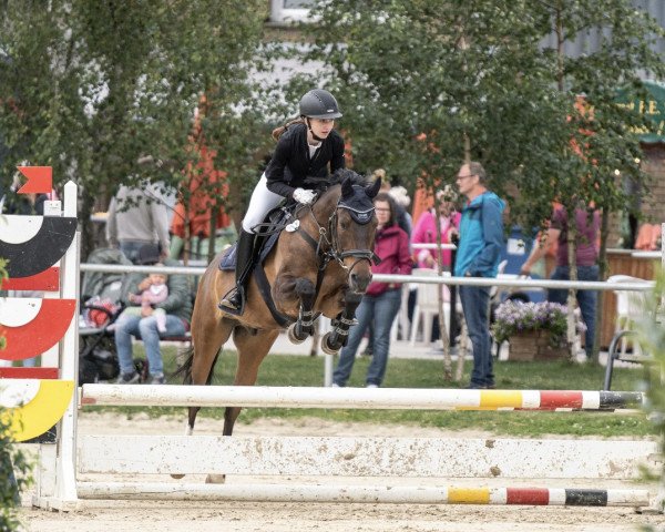 jumper Nitschko T (German Riding Pony, 2009, from Nibelungenheld)