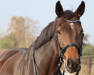 dressage horse Sofia 17 (Oldenburg, 2014, from Dante Weltino Old)