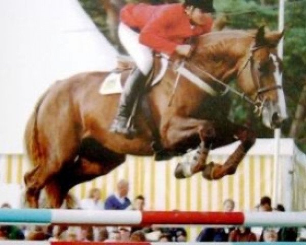 stallion Avec Espoir (Selle Français, 1988, from Double Espoir)