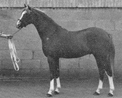 stallion Coveham Animation (British Riding Pony, 1983, from Wingrove Minkino)