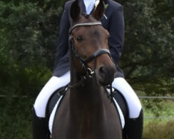 jumper Quaster 2 (German Warmblood, 2012, from Quiz)