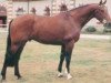 stallion Vallon du Quesnay (Selle Français, 1987, from Muguet du Manoir)